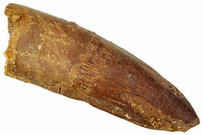 Fossil Spinosaurus Tooth - Real Dinosaur Tooth #326292